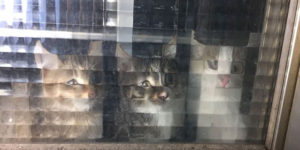 Low Resolution Pets Behind Pixelated Glass Doors