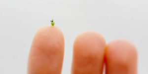 This Artist Started Micro Crocheting As An Experiment, And Now She Creates Tiny Animals And Plants Using Needle And Thread