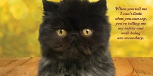 Seriously, 2022 Social Justice Kittens Calendar Is Here!