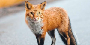 This Artist Shows What Everything Would Look Like If It Had A Cat’s Face