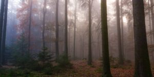 Photographer Captures The Mystical Beauty of Czech Forests