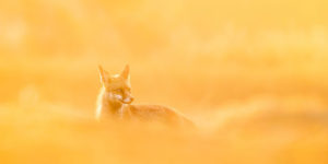 Spectacular Winning Images of The WildArt Photographer of the Year 2021