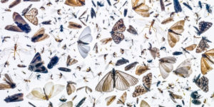 The Best Winning Photos Of Close-Up Photographer Of The Year 2021