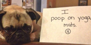 2022 Dog Shaming Calendar Is Here!