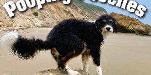 Finally, The 2022 Pooping Dogs Calendar Is Here. Now With a Puzzle.