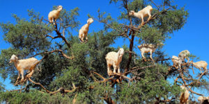 Photographer Captured Amazing Photos of Christmas Tree Decorated with Goats in Morocco