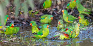 The BirdLife Australia 2022 Calendar is Here!