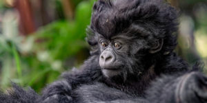 Amazing Winners Of The African Wildlife Foundation Photography Awards