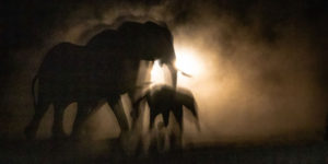 The Winners Of 2021 WildArt Photographer of the Year Motion Competition