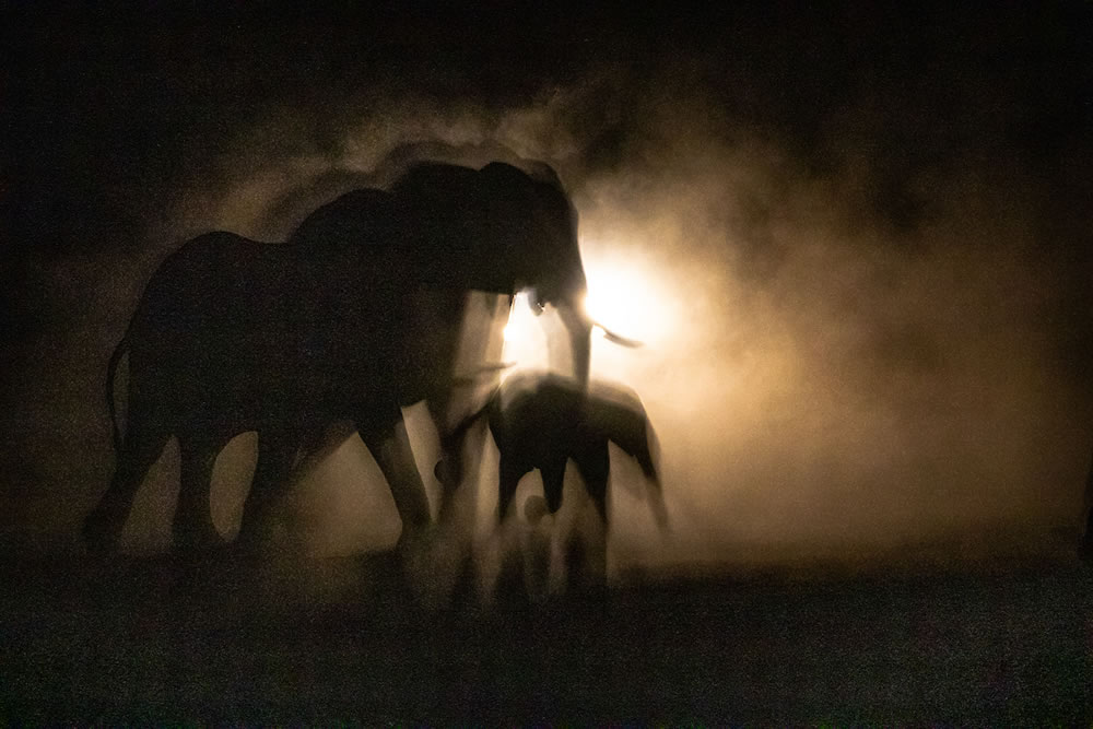 The Winners Of 2021 WildArt Photographer of the Year Motion Competition - Vimarsana News
