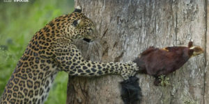 Stunning Winning Photos Of Nature inFocus Photography Contest 2021