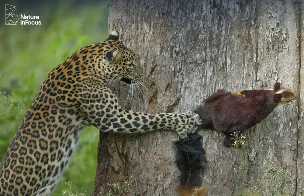 Stunning Winning Photos Of Nature inFocus Photography Contest 2021 - Vimarsana News