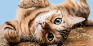 Finally, The 2022 Cats On Catnip Calendar Is Here!
