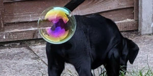 Funniest Photos From The Comedy Pet Photography Awards 2021