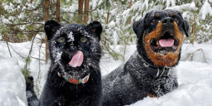 Stunning Photos of A Black Panther Playing in The Snowy Woods of Siberia Shared by Owner