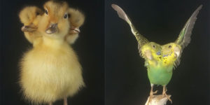 Chinese Artist Makes Bizarre Taxidermy Creatures