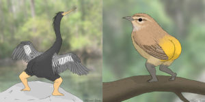 Finally, 2022 Calendar of Extremely Accurate Birds is Here!