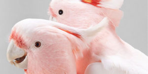Intimate Bird Portraits Highlight The Refined Beauty Of Our Feathered Friends