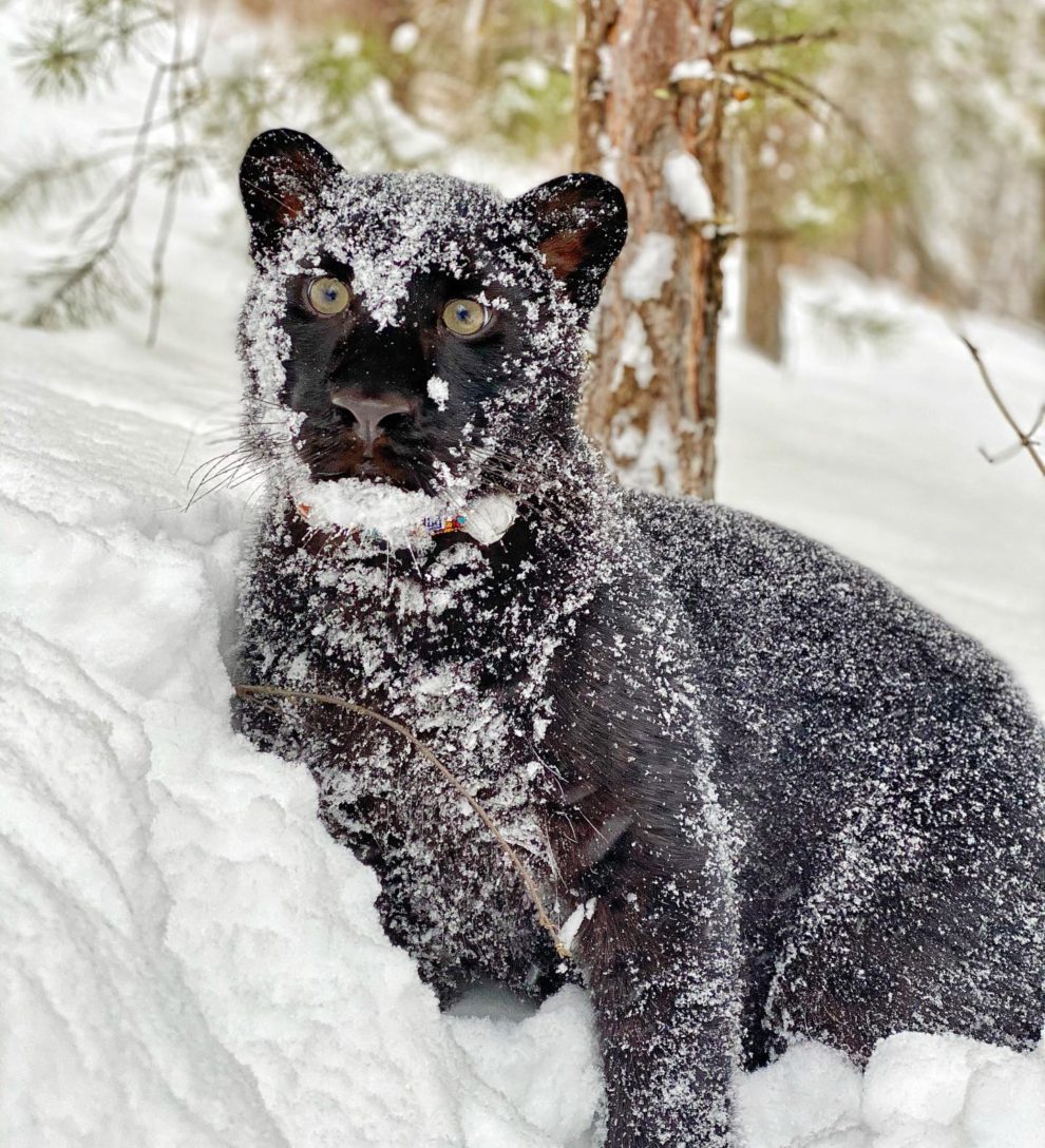 Stunning Photos of A Black Panther Playing in The Snowy Woods of Siberia  Shared by Owner » Design You Trust