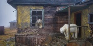 Photographer Captures Amazing Pictures of Poal Bears, Guardians of the Abandoned Polar Station