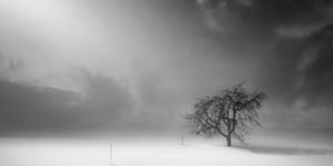 Trees Of Hokkaido: Japanese Photographer Captures Trees In His Hometown, And Here Are 25 Of The Best Ones