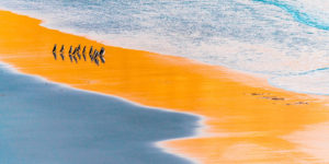 Spectacular Winning Photos From The 2021 Nature Photographer Of The Year Awards