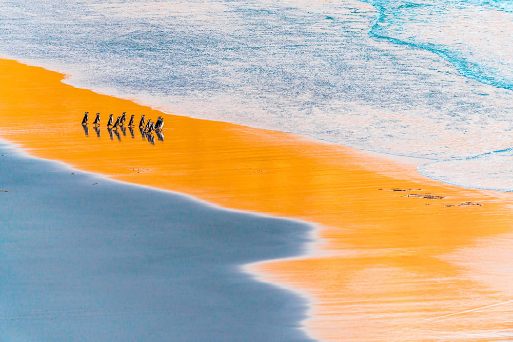 Spectacular Winning Photos From The 2021 Nature Photographer Of The Year Awards - Vimarsana News