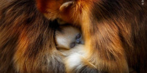Beautiful Photos Of People’s Choice Award For Wildlife Photographer Of The Year 2021