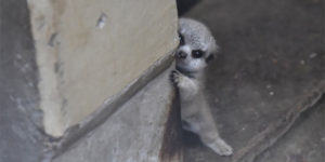 Japanese Photographer Captures A Shy-At-First Baby Meerkat And Its Family