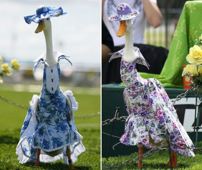 Did You Know There’s an Annual Duck Fashion Show In Australia? » Design ...