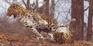 Rare and Charming Photos of A Leopard Couple Playing Love Games in A 'Land of The Leopard' National Park