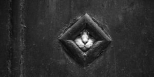 Photographer Continues to Capture Hiding Cats in Venice