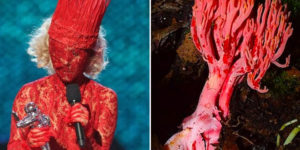 Mushrooms That Look Like Lady Gaga