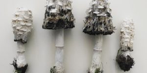 Embroidered Sculptures of Woodland Treasures by Amanda Cobbett
