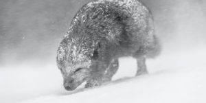 Spectacular Winning Images of The World Nature Photography Awards 2021
