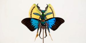 Creep Magic: An Artist Makes Fairies Out Of Dead Insects