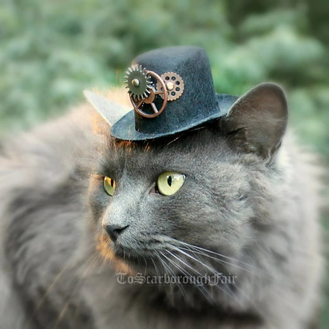 cat-hats13