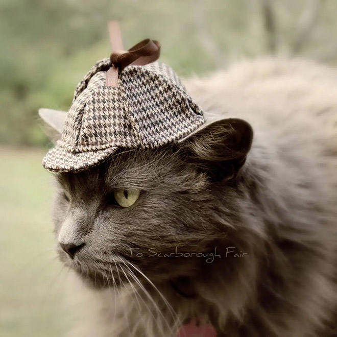 cat-hats15