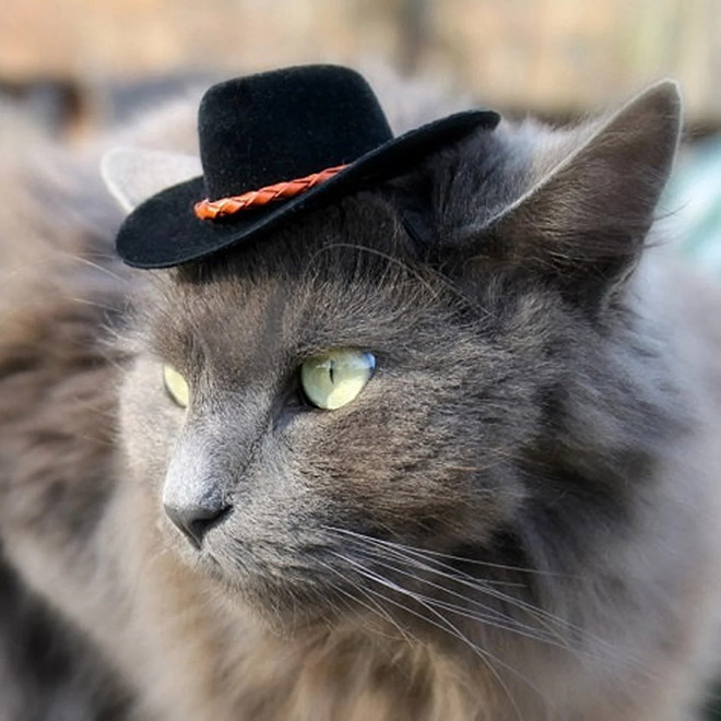 cat-hats18