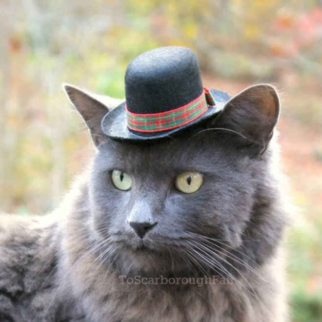 cat-hats6