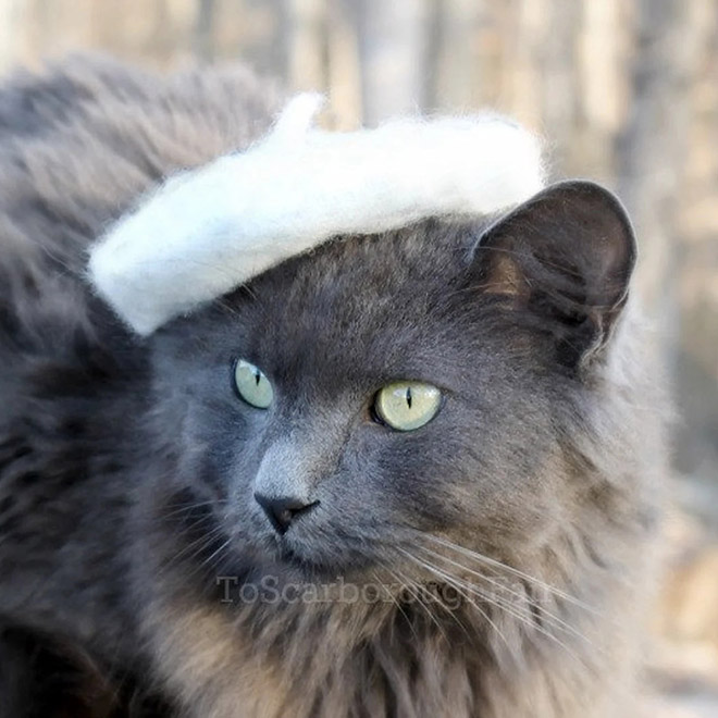 cat-hats8