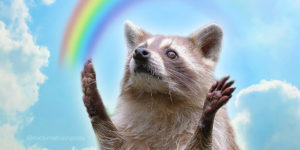 Funniest Raccoon Memes by Nocturnal Trash Posts
