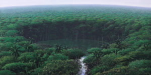 We Are Just Grains of Sand on This Earth: Tomás Sánchez Draws Giant Forests and Massive Landcapes