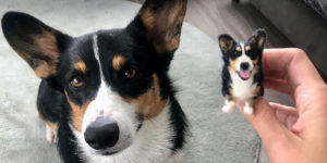 Artist Creates Felted Wool Toys Of Pets And Their Tiny Adorable Twins
