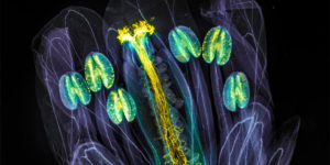 The Art of Science: Olympus Image of The Year Award Announce Its Winners for 2021