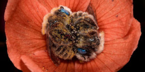 Photographer Captures Two Bees Sleeping in Flowers And It’s So Cute