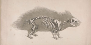Edouard Joseph d’Alton's Detailed Illustrations of Animal Skeletons, 1821–1838
