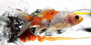 Creative Liquid Photography by Jack Long