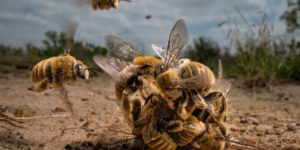 Spectacular Winning Photos Of The 2022 BigPicture Natural World Photography Contest