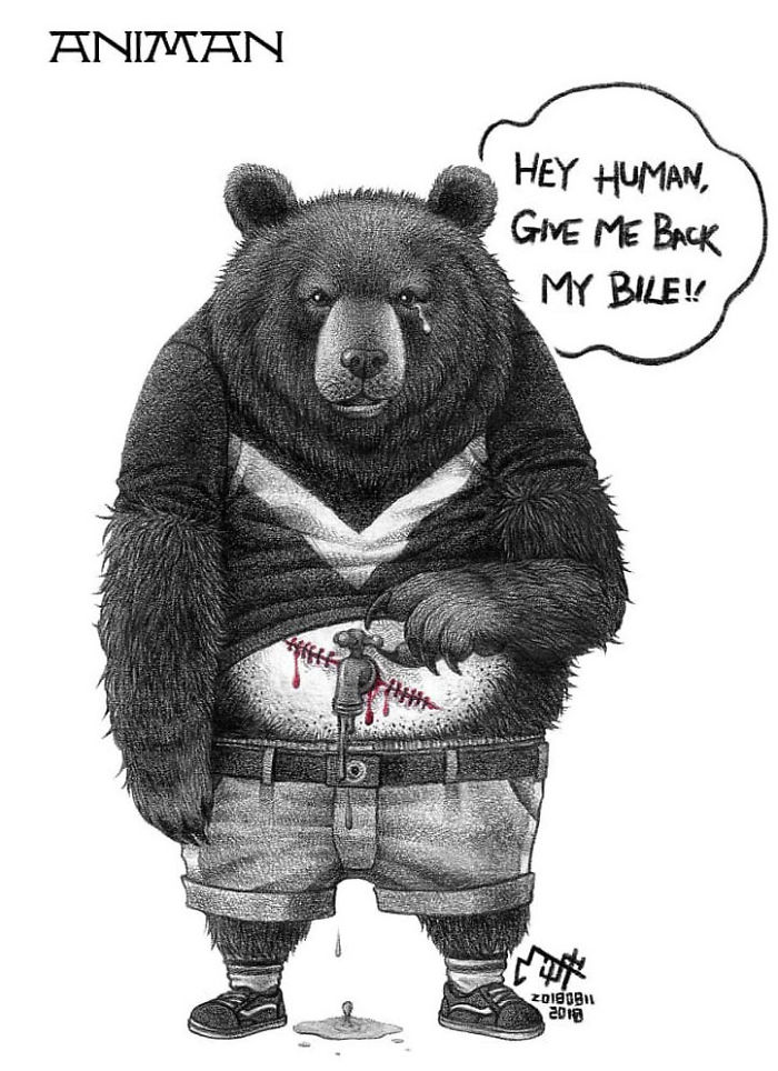 bear-bile